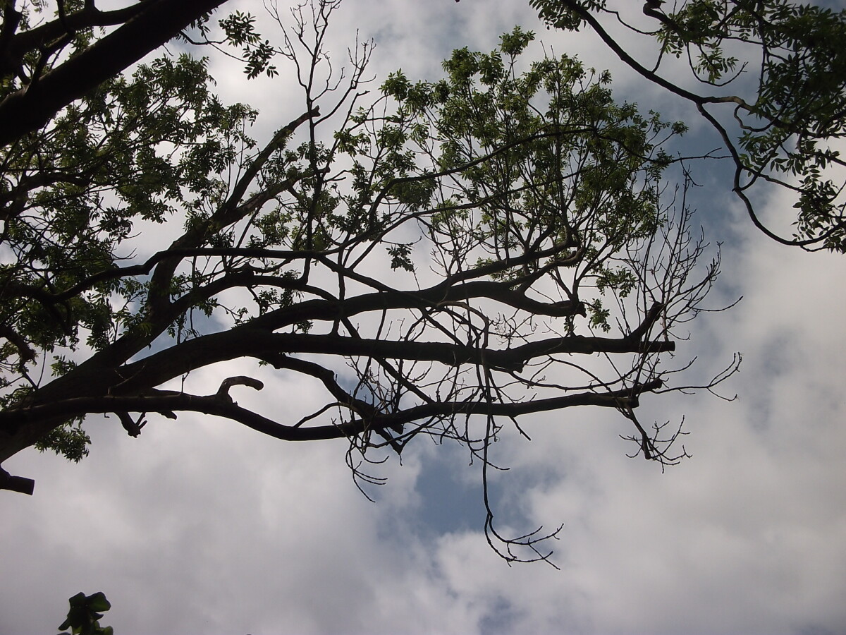 Beware parakeet damage to trees - Plunket Gardens | Garden Designer London