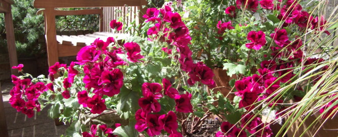 My garden August colourful containers