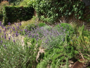 My garden scent Lavender Rosemary Nepeta
