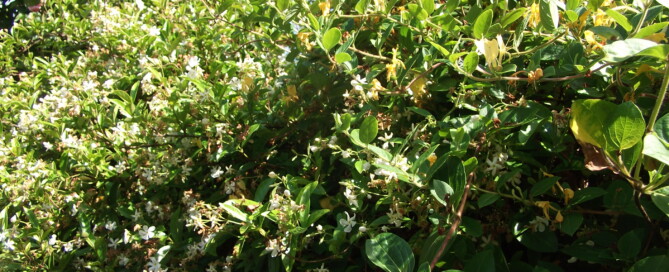 My garden scent Jasmine and Honeysuckle