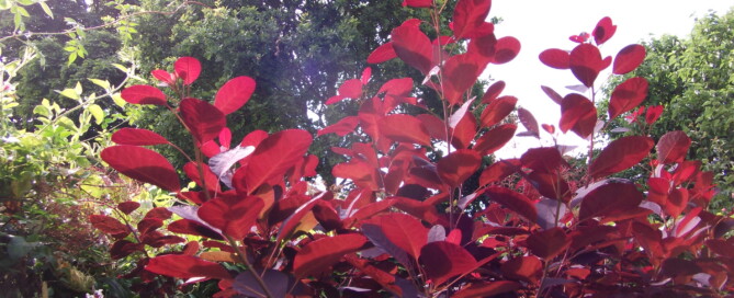 My garden colour purple Cotinus