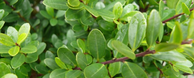 London garden designer, garden pests and diseases