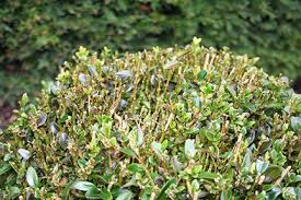 Box blight treatment