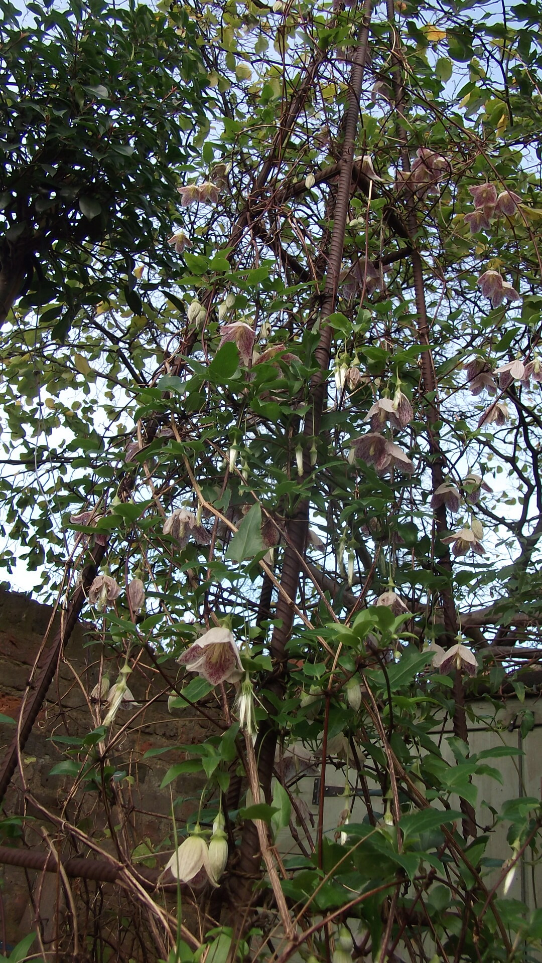 Winter flowering Clematis Plunket Gardens Garden Designer London