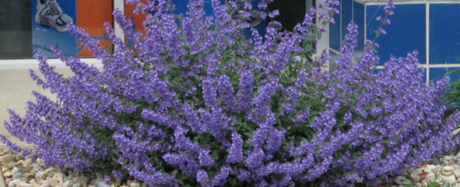 Lavender plant alternatives