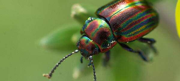 Rosemary beetle treatment