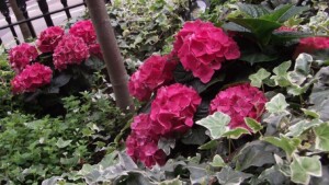 Plunket Gardens hotel front planting autumn Hydrangea detail