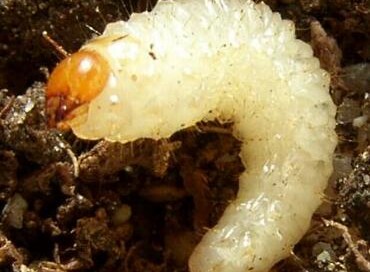 vine weevil treatment