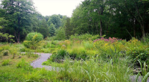 New natural garden in summer