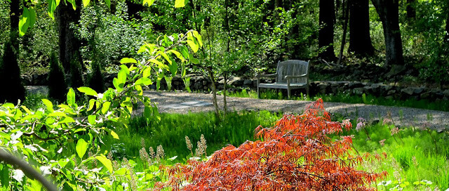 Purple Japanese Maple, naturalistic lawn