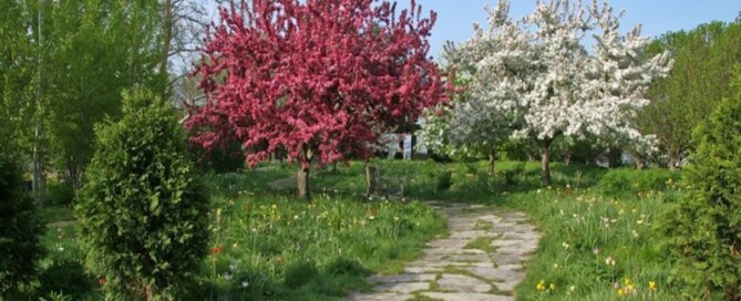 Fruit tree blossom and bulbs naturalistic