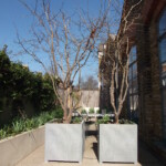 Parrotia tree, multi-stem tree