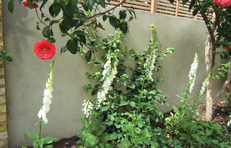 Brook Green garden designer