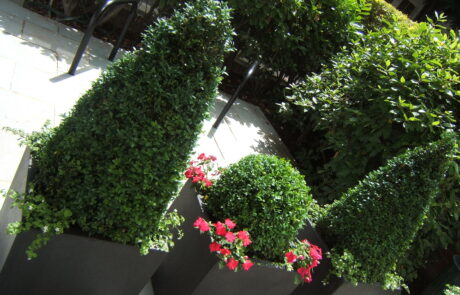 Brook Green garden designer