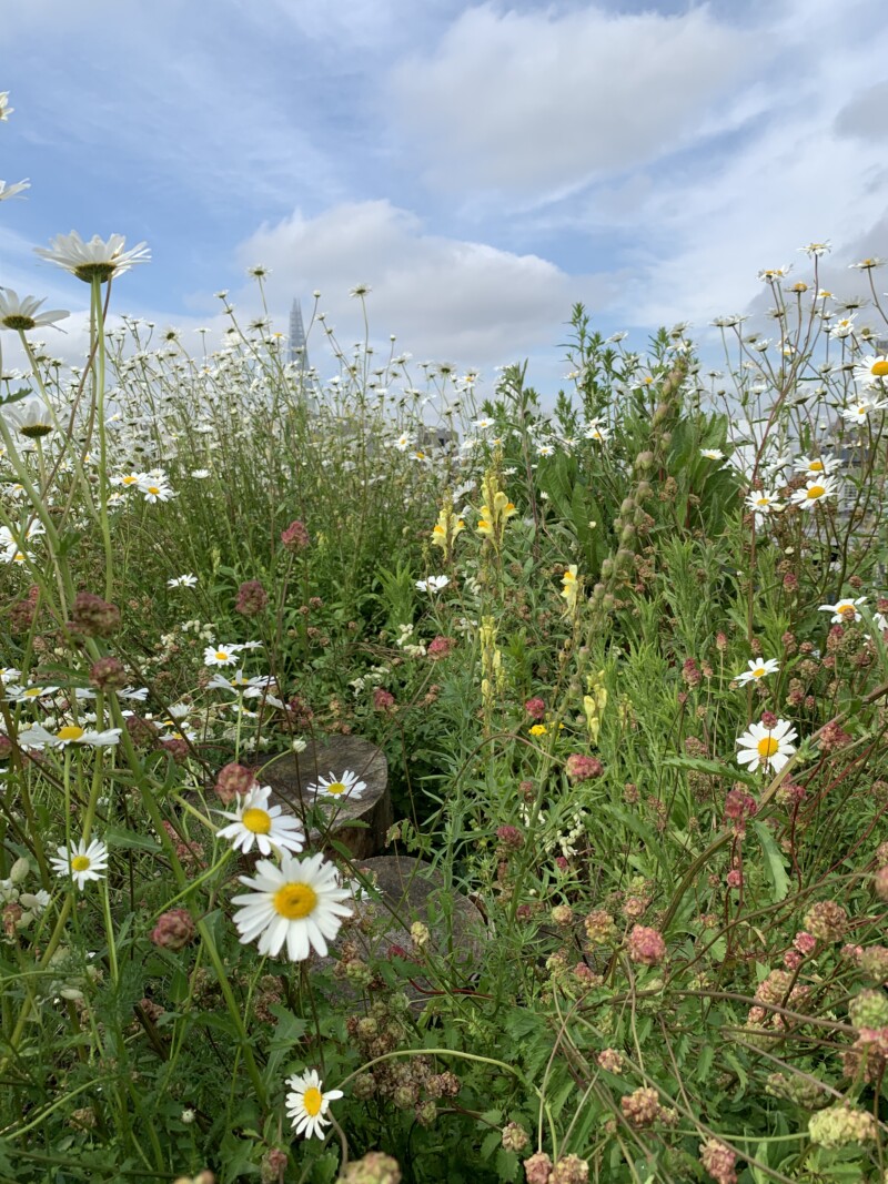 ALDGATE SUSTAINABLE DEVELOPMENT BROWN ROOF Plunket Gardens Garden