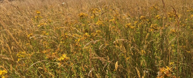 Chiltern Forage Farm