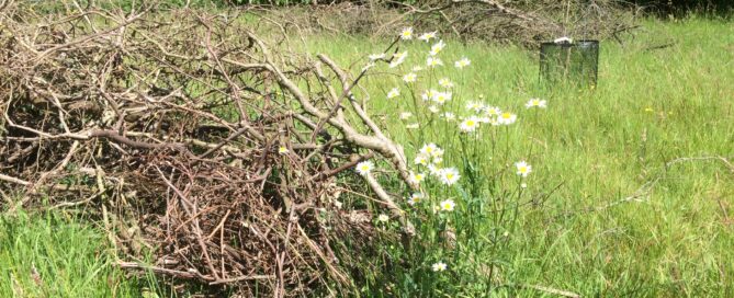 Plunket Chiltern Forage Farm habitat creation