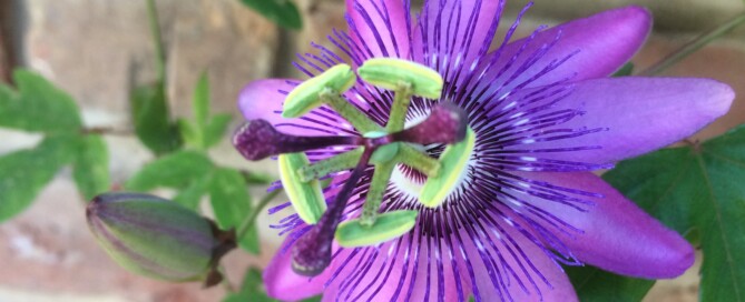 Passionflower Lavender Lady