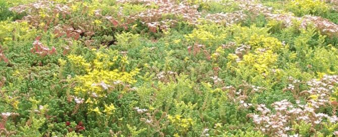 sedum roof
